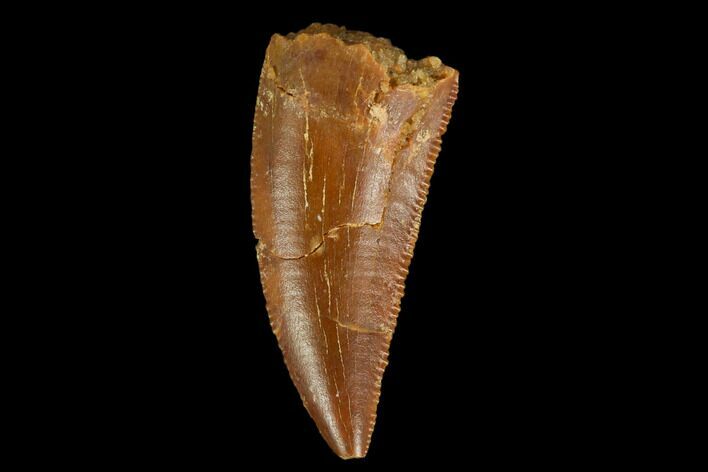 Serrated, Raptor Tooth - Real Dinosaur Tooth #127066